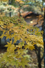 Yatsugadake club at 12:47 Nov,3 2025