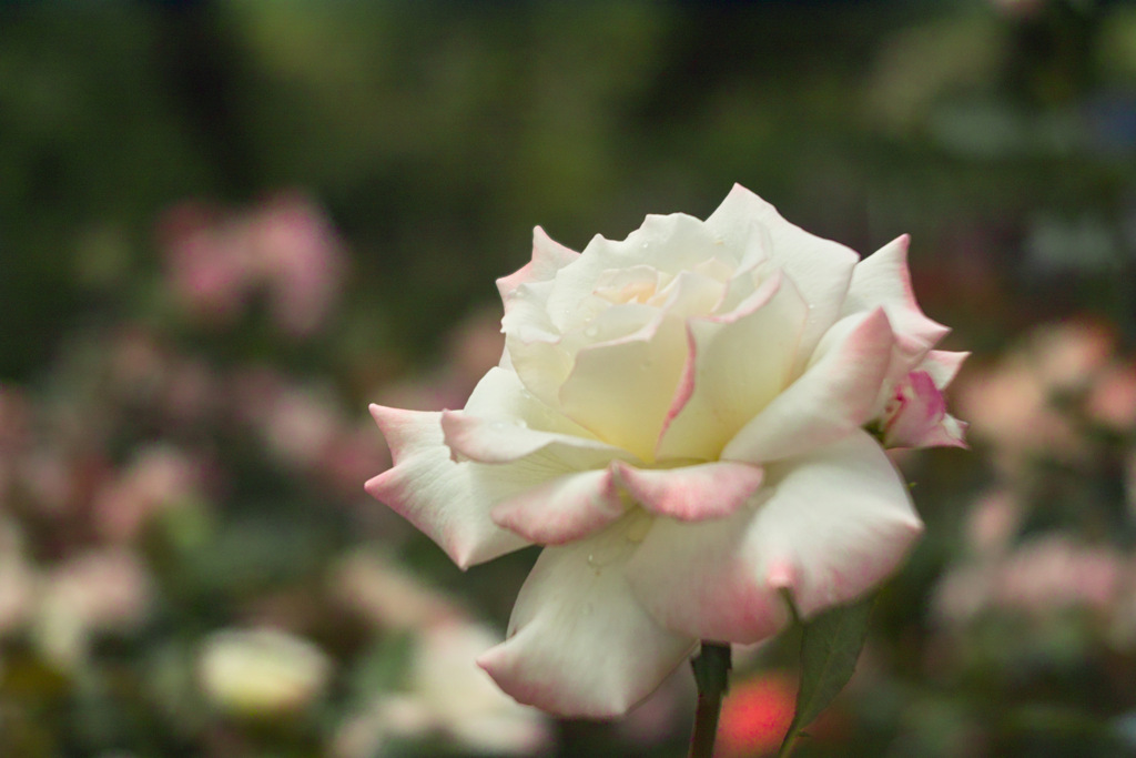 white & pink rose