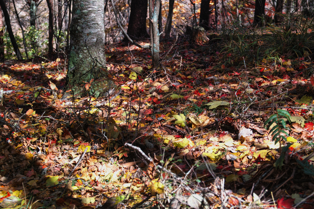 mt.yokoosan at 12:17 Nov,1 2025