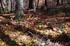 mt.yokoosan at 12:17 Nov,1 2025