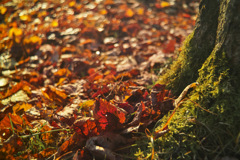 hapougahara in tochigi pref.