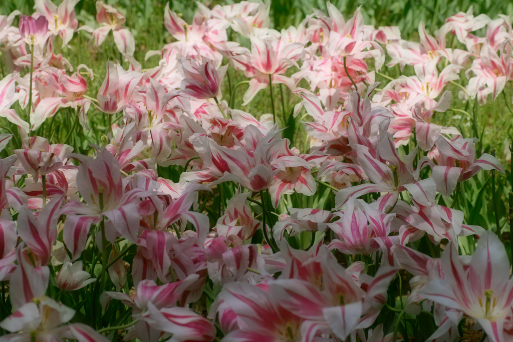 ひたちなか海浜公園