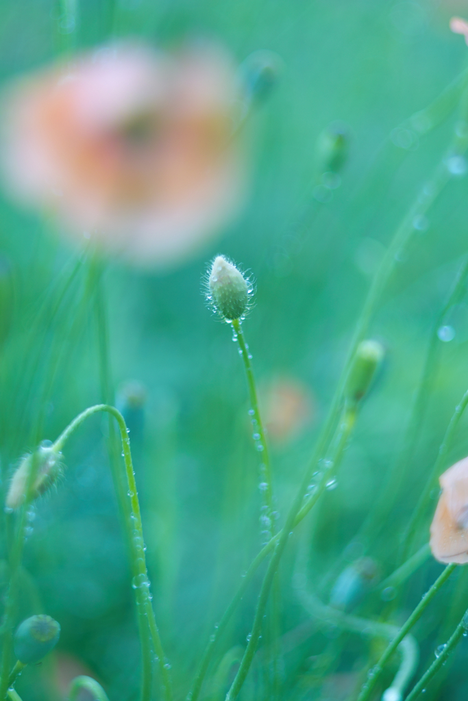 SD14+AUTO SEARS 55mm f1.4(M42)