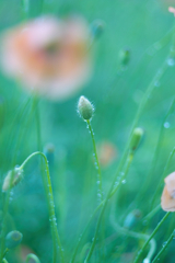 SD14+AUTO SEARS 55mm f1.4(M42)