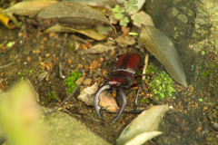 stag beetle