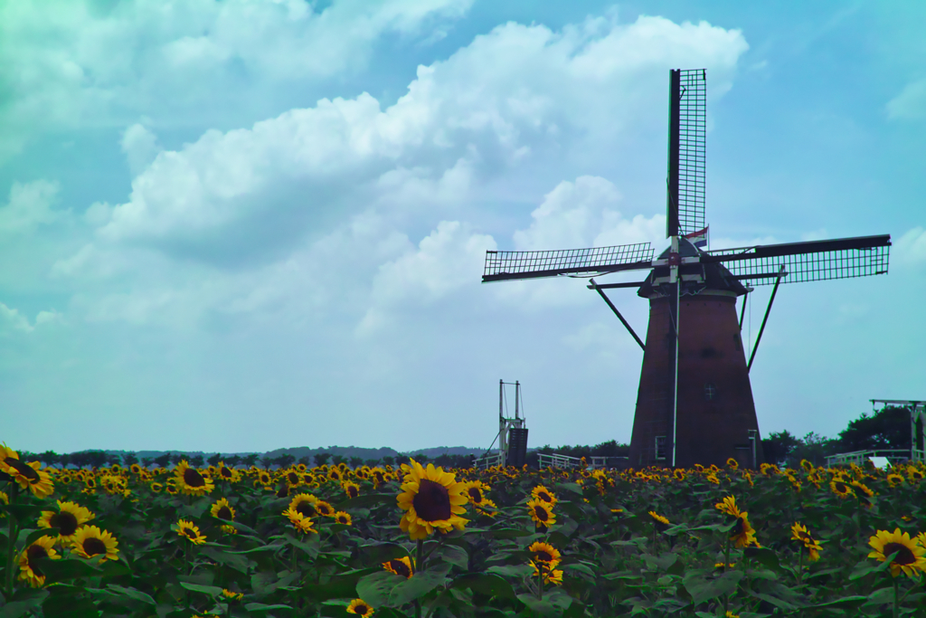 wind mill &sun flower