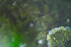 hydrangea with halation