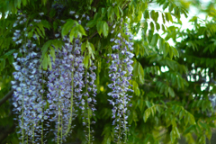 wisteria