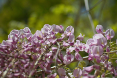 wisteria in sousa city 10