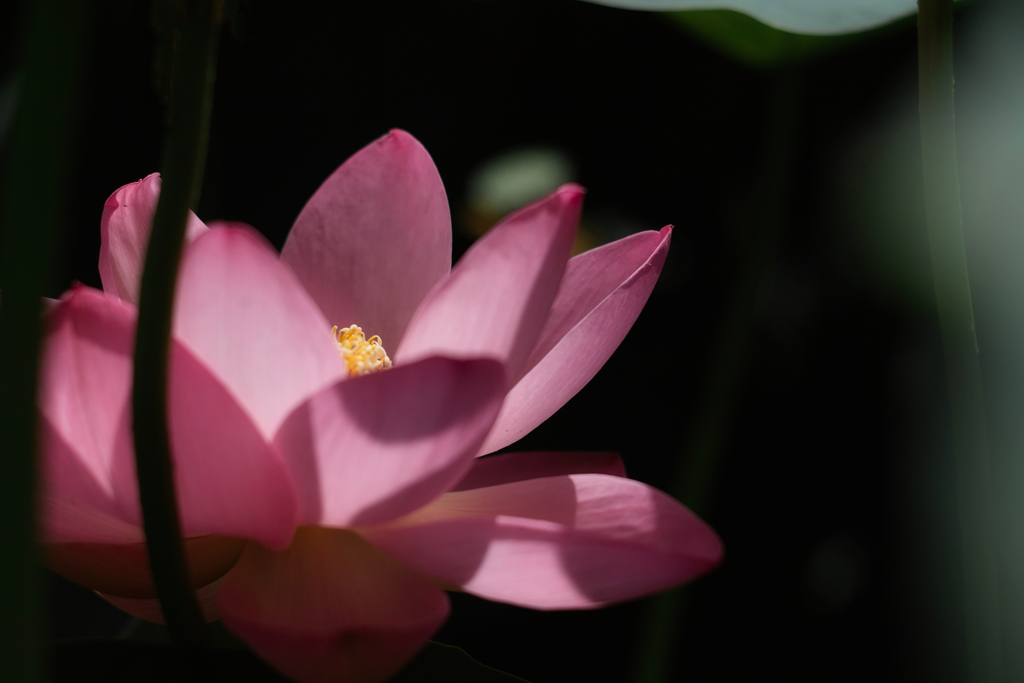 oga lotus at 26,Jun 2021