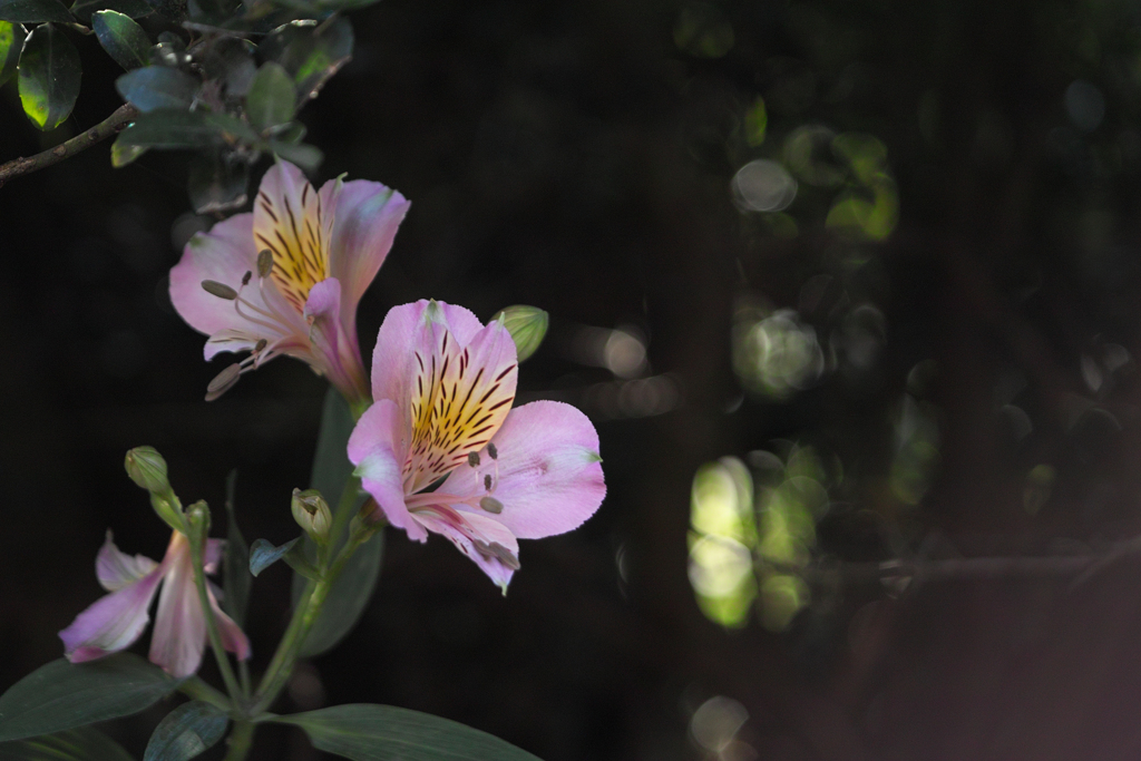 alstroemeria by industar 50-2 50mm f3.5