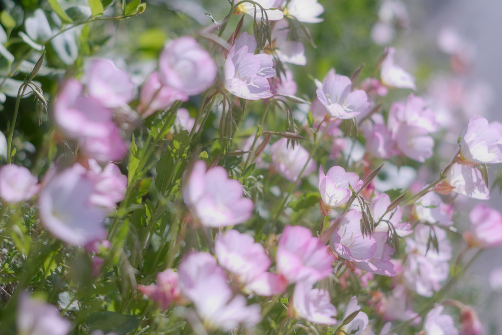 oenothera speciosa