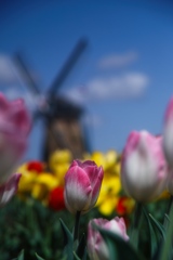 tulip festa at 10:35 Apr,14 2025 in saku