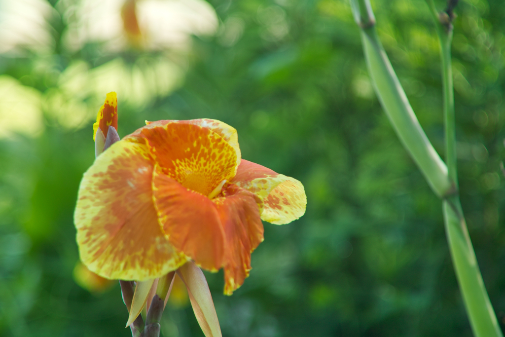 iyogatake 16:32 30,Jul 2022 