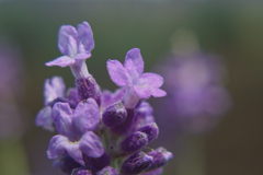 lavender land at sakura city