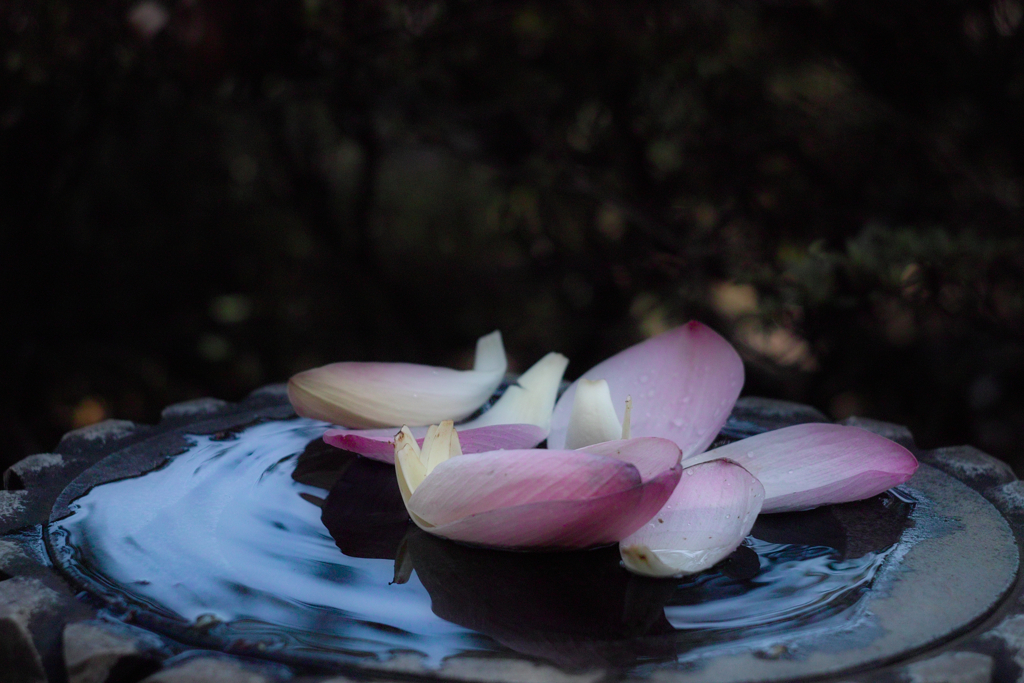 oga lotus petals at 26,Jun 2021