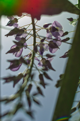 wisteria in sousa city 2-01