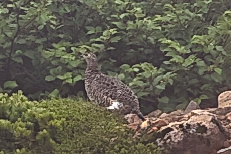 thunder bird2