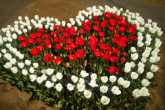 heart tulip