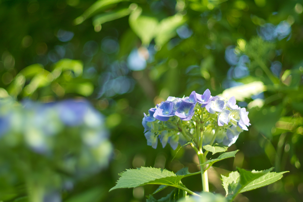 hydrangea on sun light