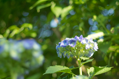hydrangea on sun light