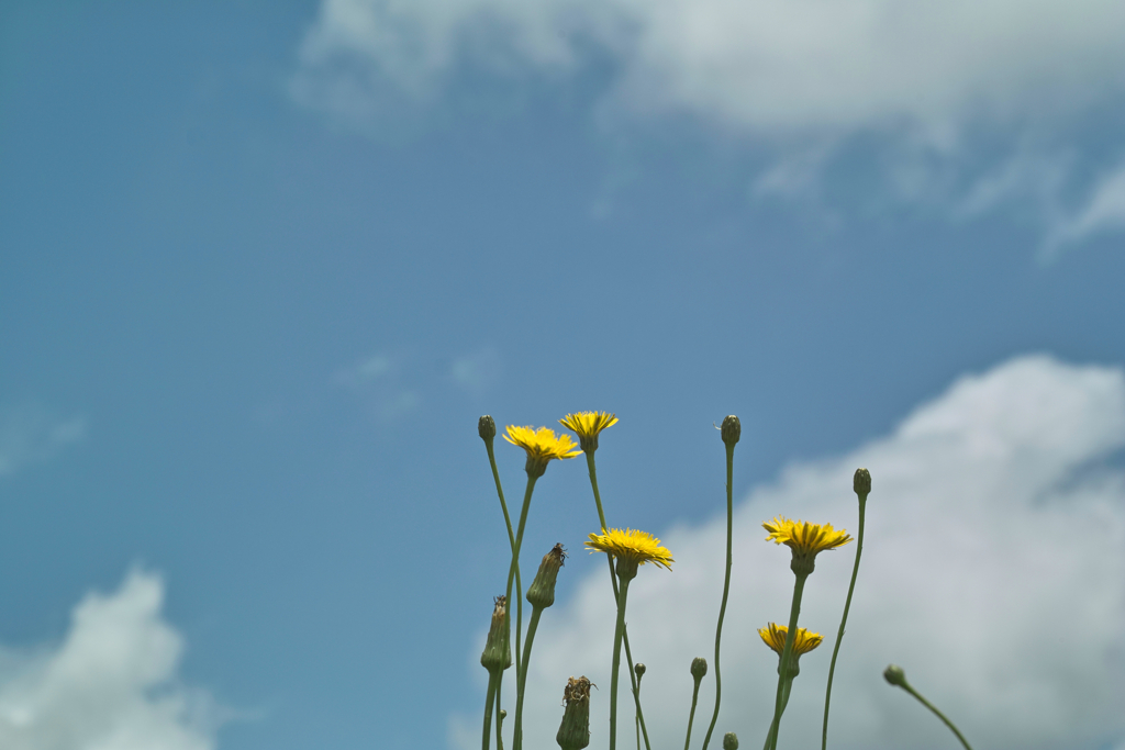 blue sky & dandelioes