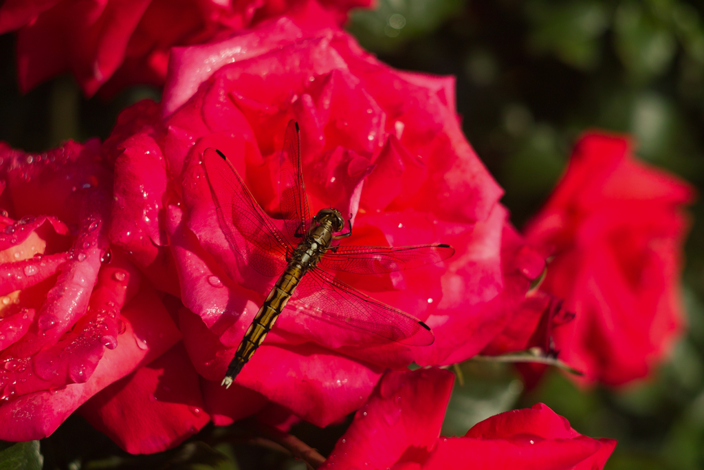rose park with dragonfly...