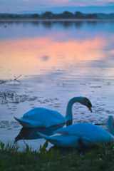 Swans at inba lake