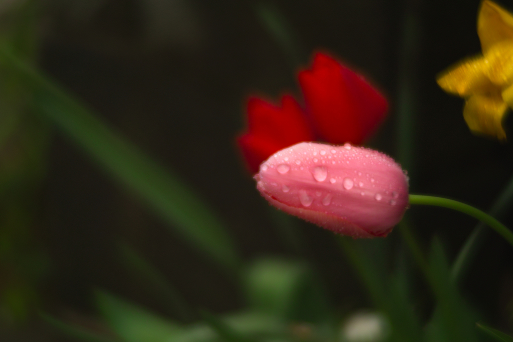 雨の日のチューリップ