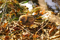 aisian rosy finch at 10:04 Feb,8 2025 in