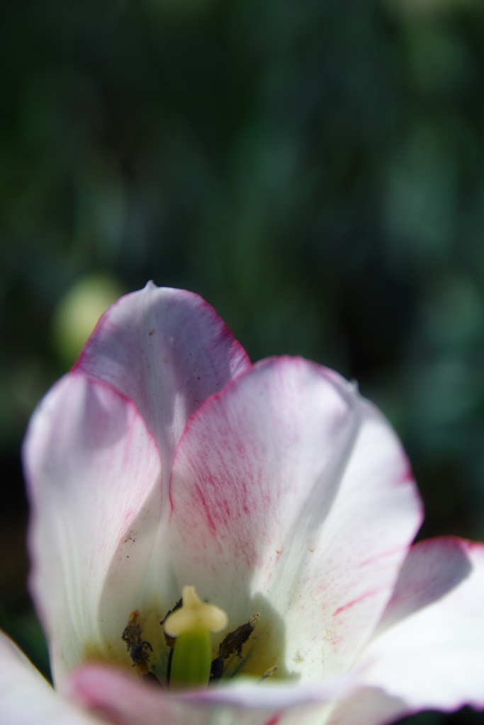 tulip festa at 10:43 Apr,14 2025 in saku