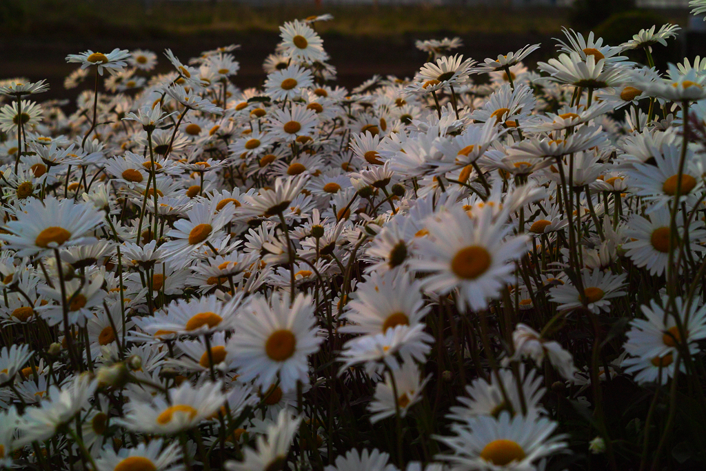 margarets in sunrise