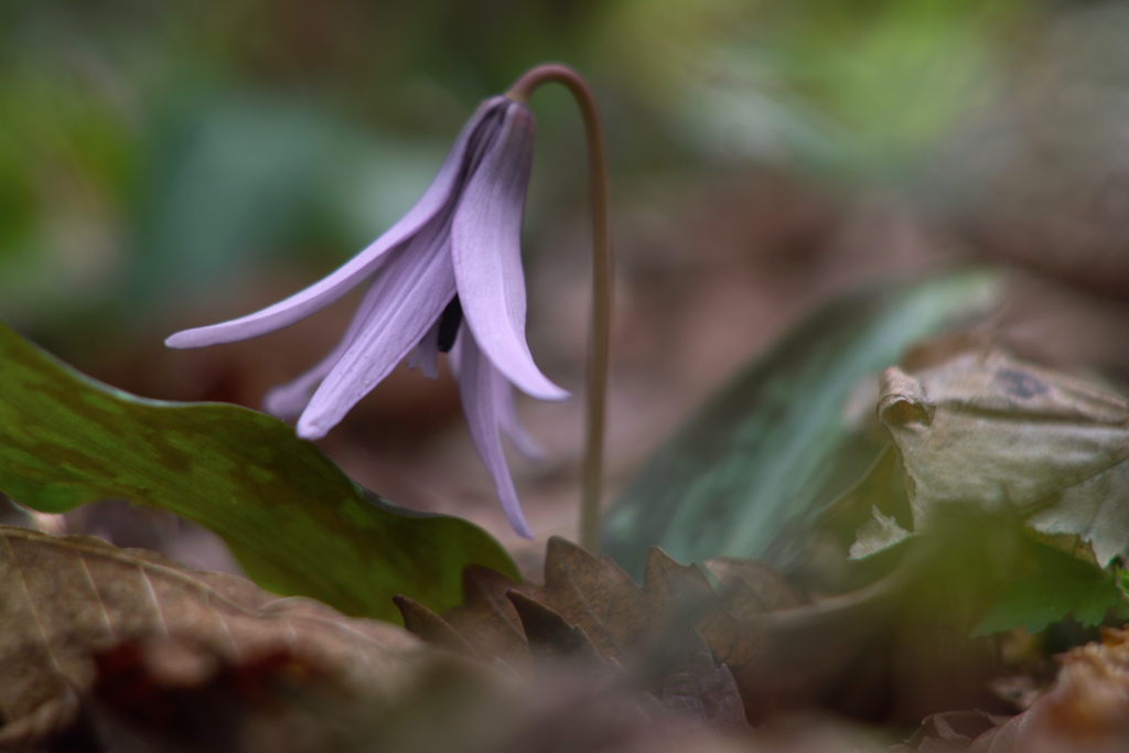 erythronlum japonlcum at mt.tsukuba