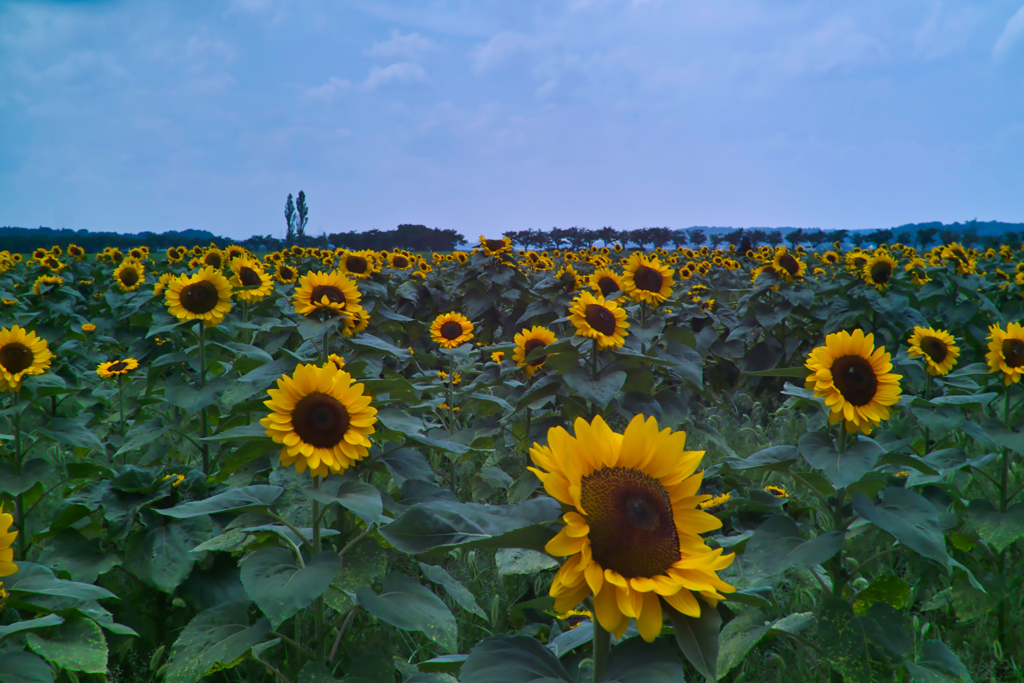 wind mill + sun flower