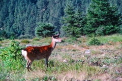 the day of mountain(mt.daibosatsu)2024 a