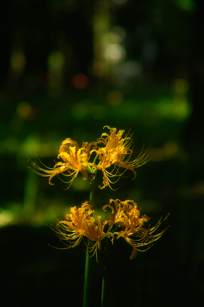 cluster amaryllis at murakami park