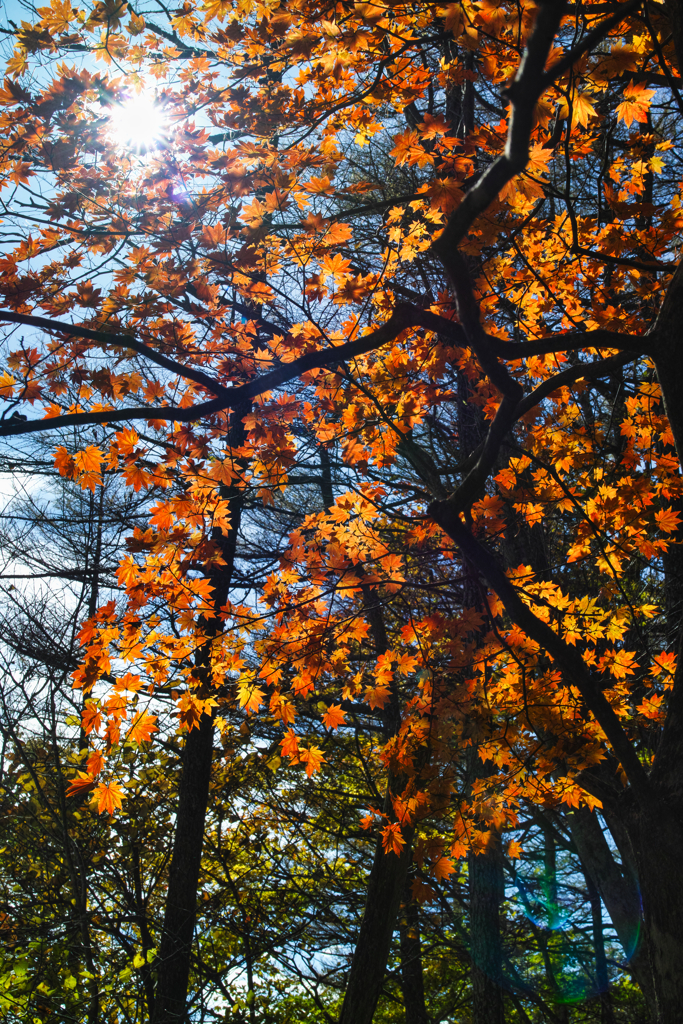 mt.yokoosan at 12:14 Nov,1 2025