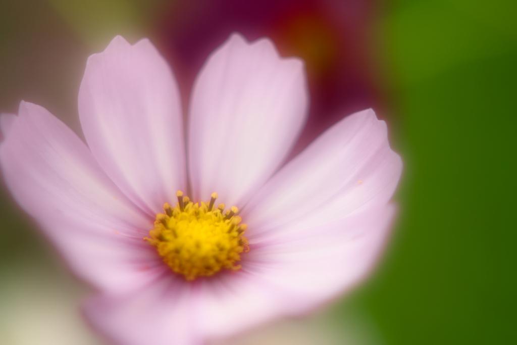 macro cosmos