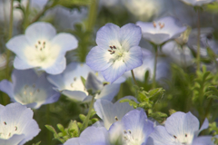 nemophila