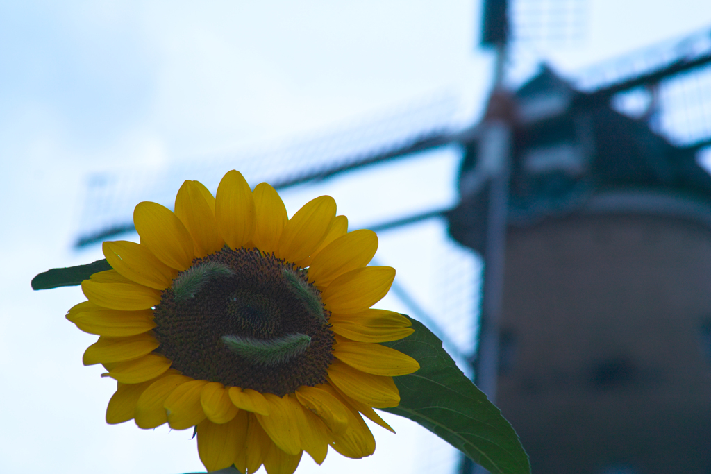 sun flower smiles under the sky