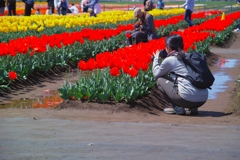 tulip festa at 10:58 Apr,14 2025 in saku