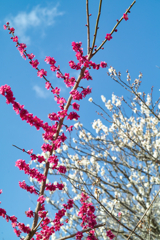 “baien” at 14:53 Feb,28 2026 in mt.tsuku