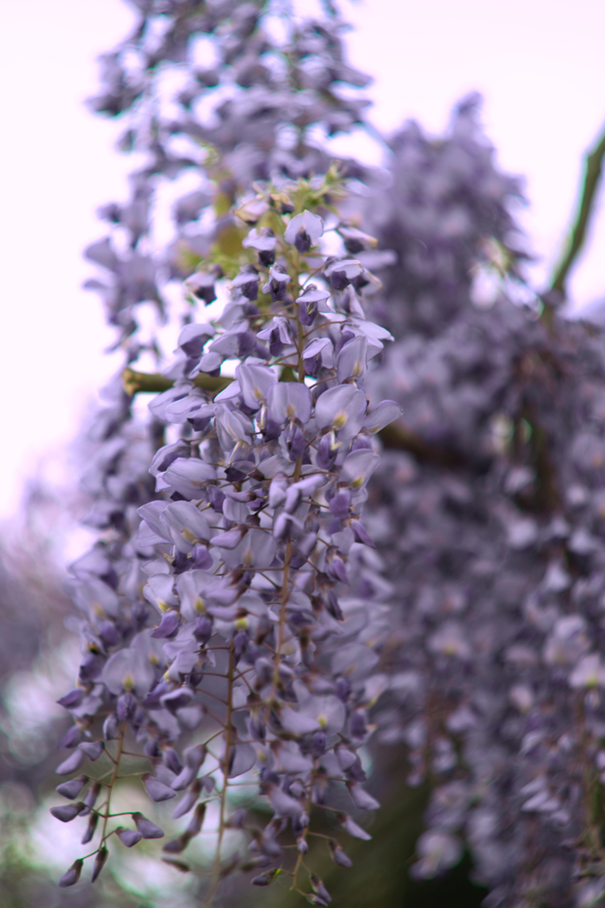 wisteria