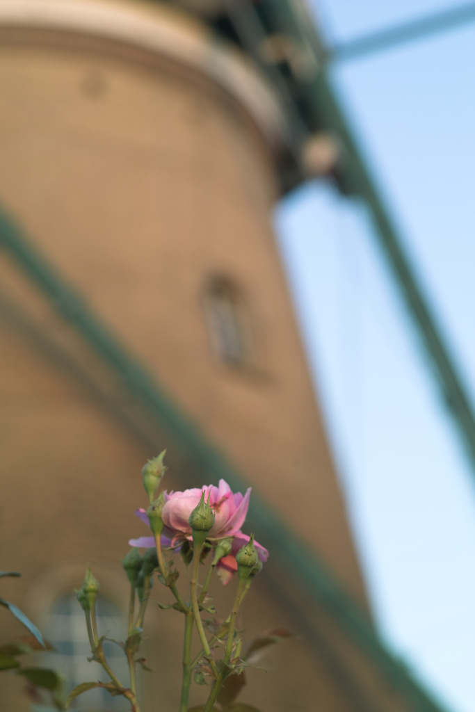 rose & wind mill