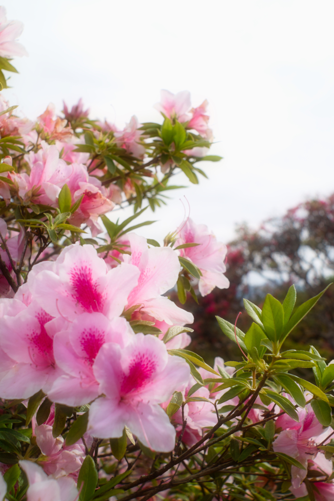 笠間市のつつじ公園