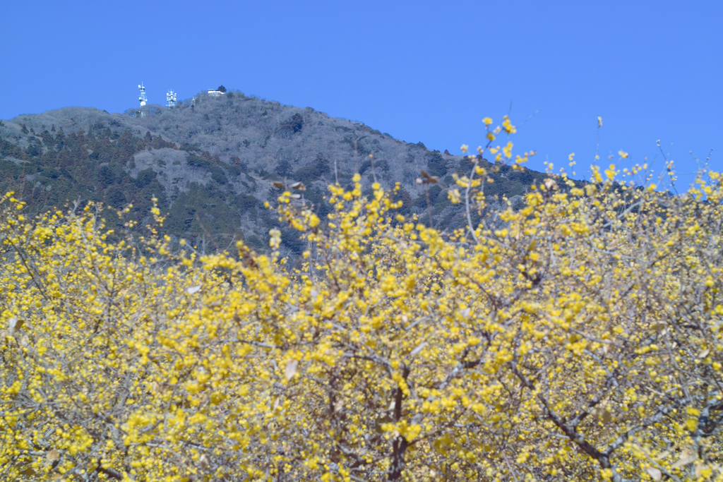 wintersweet in mt.tsukuba at 14:02 Jan,1