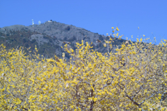 wintersweet in mt.tsukuba at 14:02 Jan,1