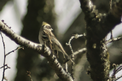 Yellow-throated bunting at 14:40 Feb,28 