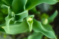 tulip bads