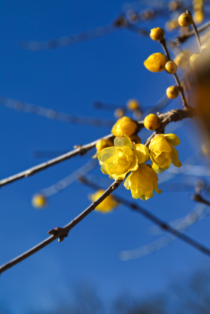 mt.tsukubasan at 9:55 Dec,31 2025